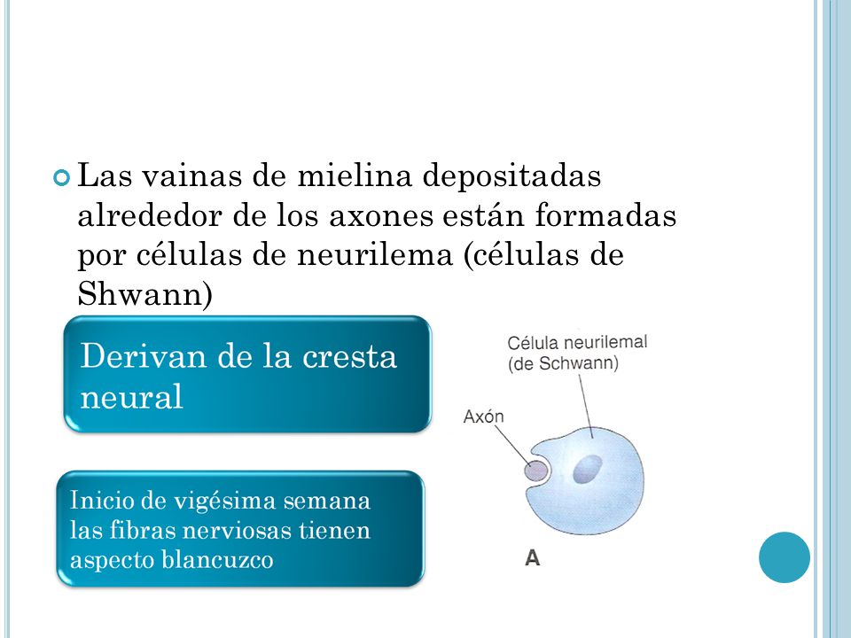 Las vainas de mielina depositadas alrededor de los axones están formadas por células de neurilema (células de Shwann)