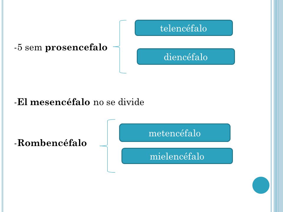 telencéfalo -5 sem prosencefalo -El mesencéfalo no se divide -Rombencéfalo diencéfalo. metencéfalo.