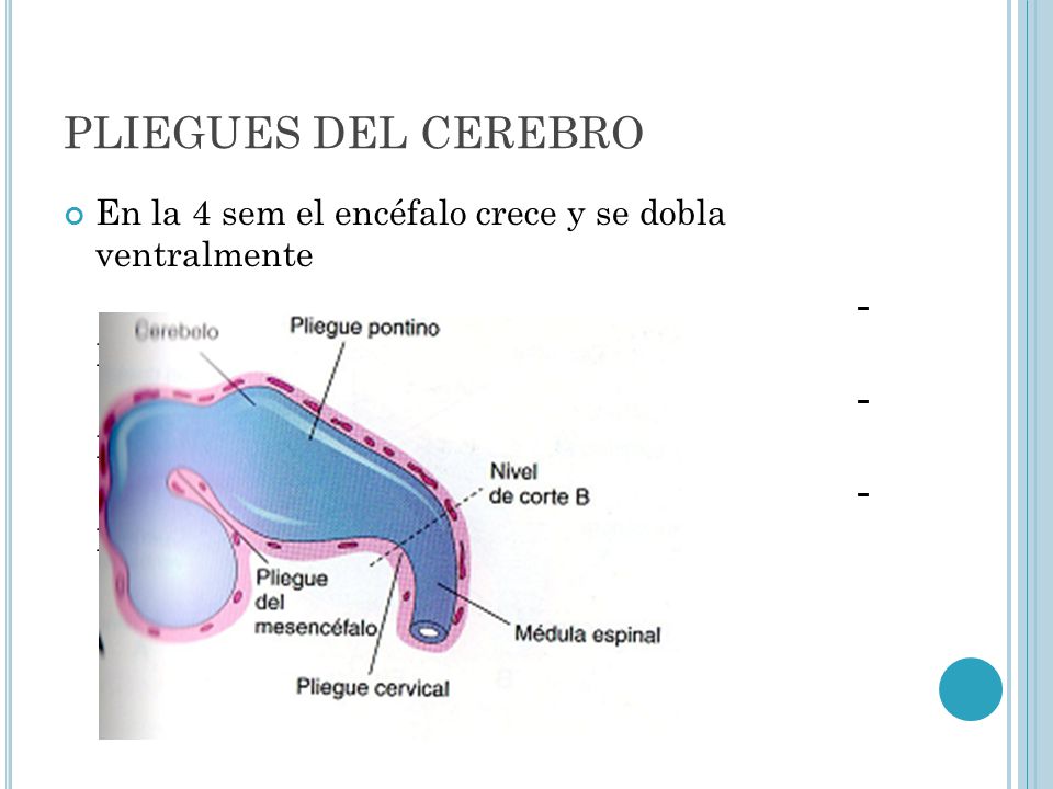 PLIEGUES DEL CEREBRO En la 4 sem el encéfalo crece y se dobla ventralmente. - pliegue cerebral. - pliegue cervical.