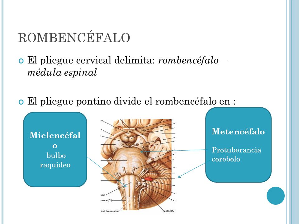 ROMBENCÉFALO El pliegue cervical delimita: rombencéfalo – médula espinal. El pliegue pontino divide el rombencéfalo en :