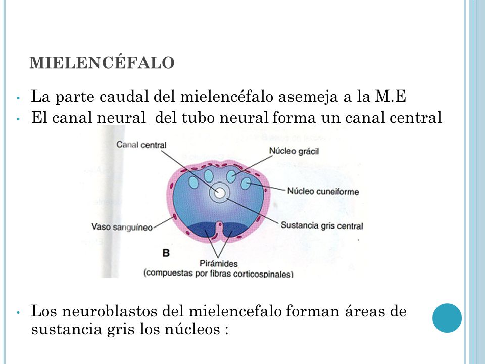 mielencéfalo La parte caudal del mielencéfalo asemeja a la M.E