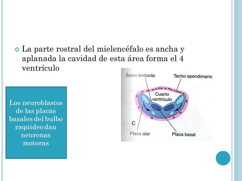 La parte rostral del mielencéfalo es ancha y aplanada la cavidad de esta área forma el 4 ventrículo
