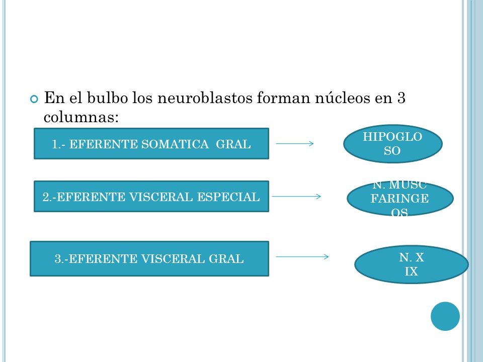 En el bulbo los neuroblastos forman núcleos en 3 columnas: