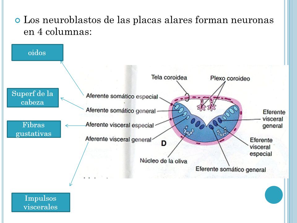 Los neuroblastos de las placas alares forman neuronas en 4 columnas: