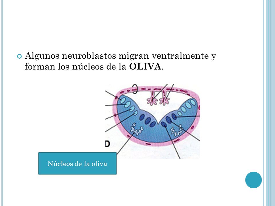 Algunos neuroblastos migran ventralmente y forman los núcleos de la OLIVA.