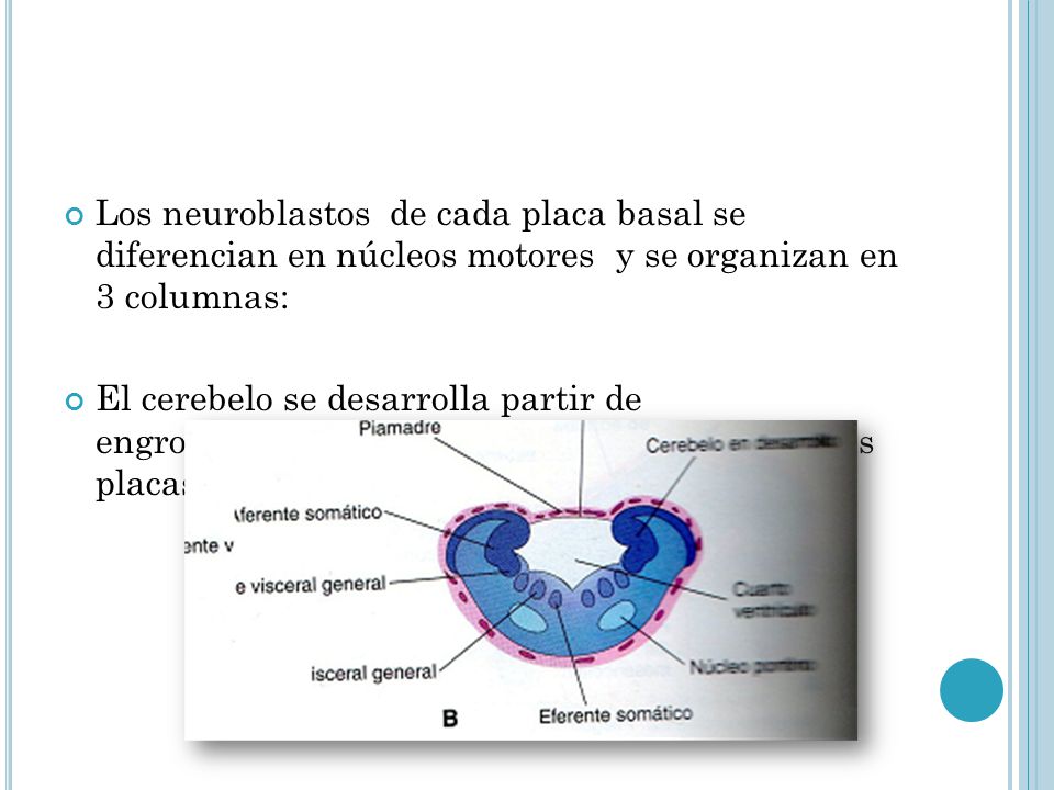 Los neuroblastos de cada placa basal se diferencian en núcleos motores y se organizan en 3 columnas: