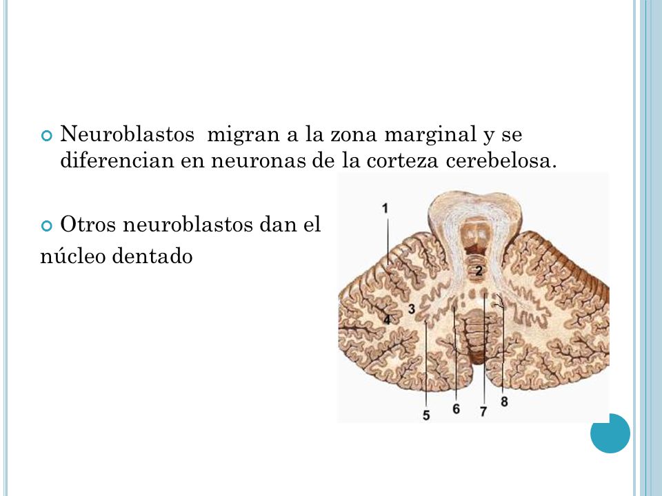 Neuroblastos migran a la zona marginal y se diferencian en neuronas de la corteza cerebelosa.