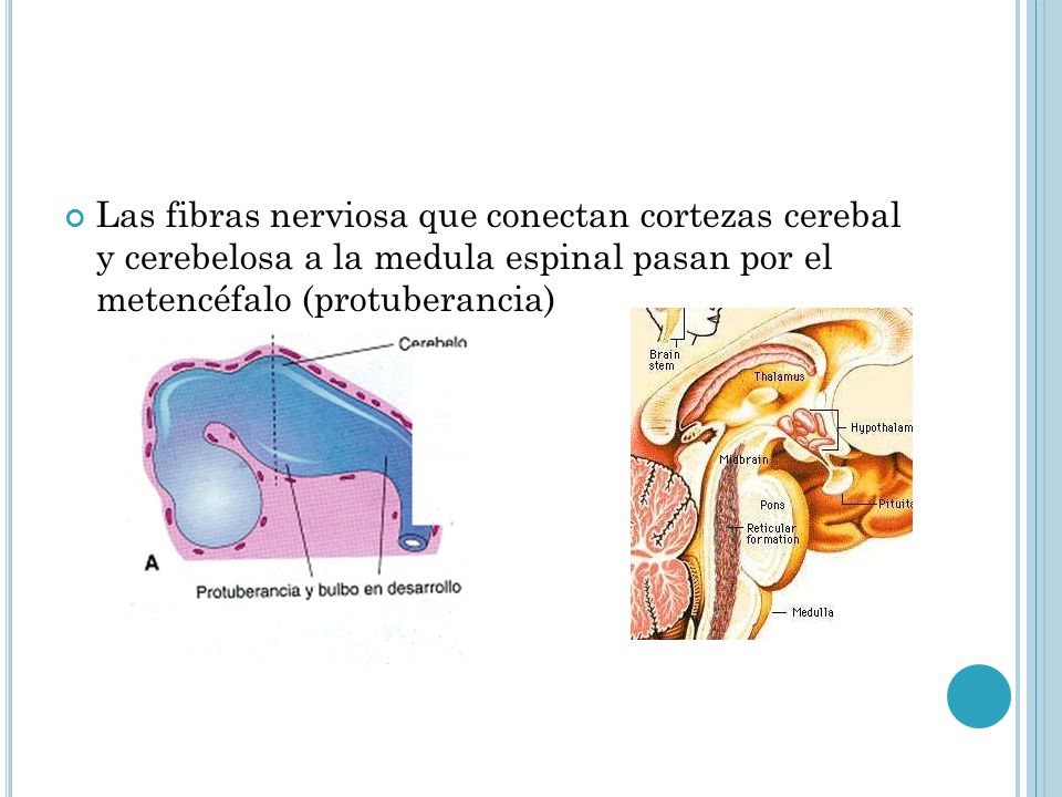 Las fibras nerviosa que conectan cortezas cerebal y cerebelosa a la medula espinal pasan por el metencéfalo (protuberancia)
