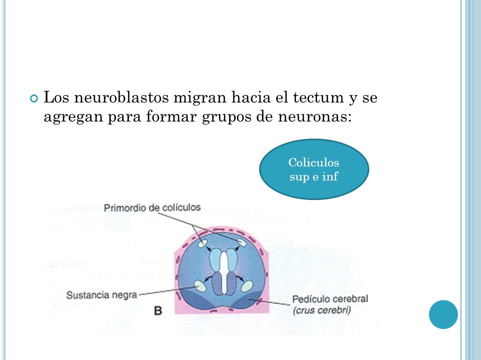 Los neuroblastos migran hacia el tectum y se agregan para formar grupos de neuronas: