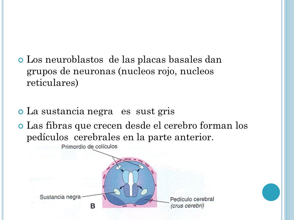Los neuroblastos de las placas basales dan grupos de neuronas (nucleos rojo, nucleos reticulares)