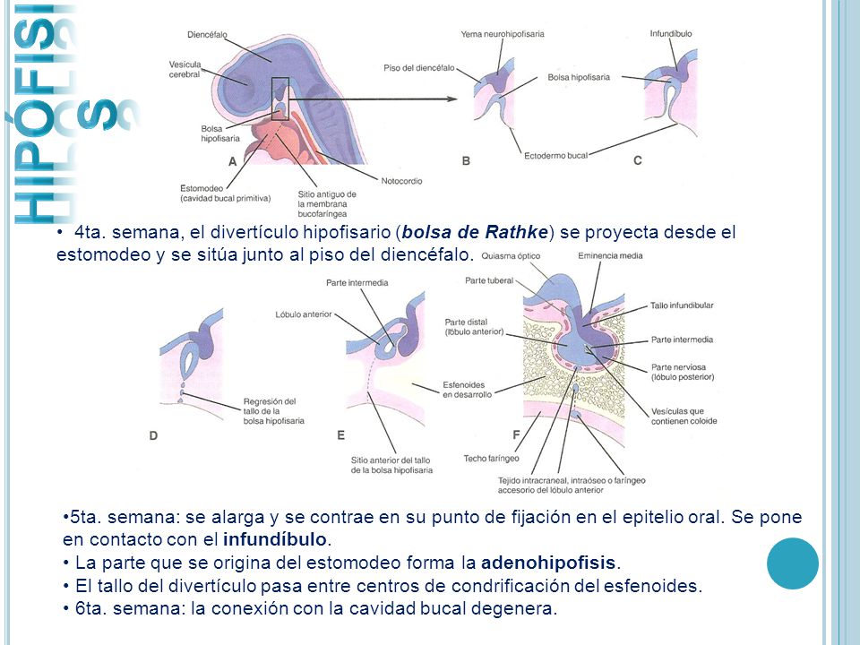 HIPÓFISIS 4ta. semana, el divertículo hipofisario (bolsa de Rathke) se proyecta desde el estomodeo y se sitúa junto al piso del diencéfalo.
