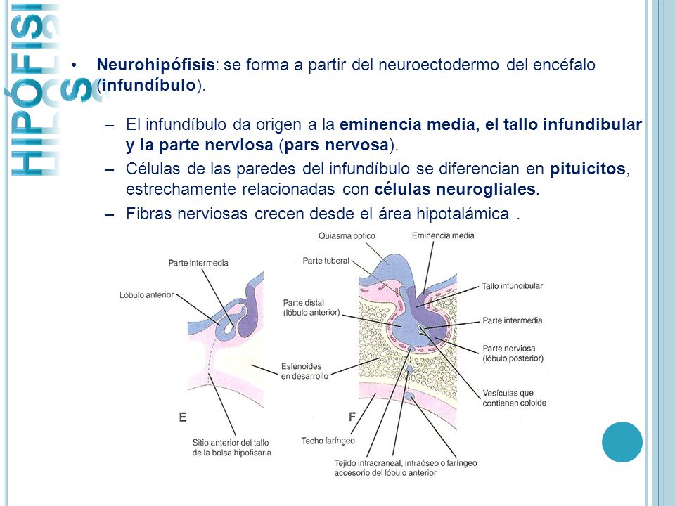 HIPÓFISIS Neurohipófisis: se forma a partir del neuroectodermo del encéfalo (infundíbulo).