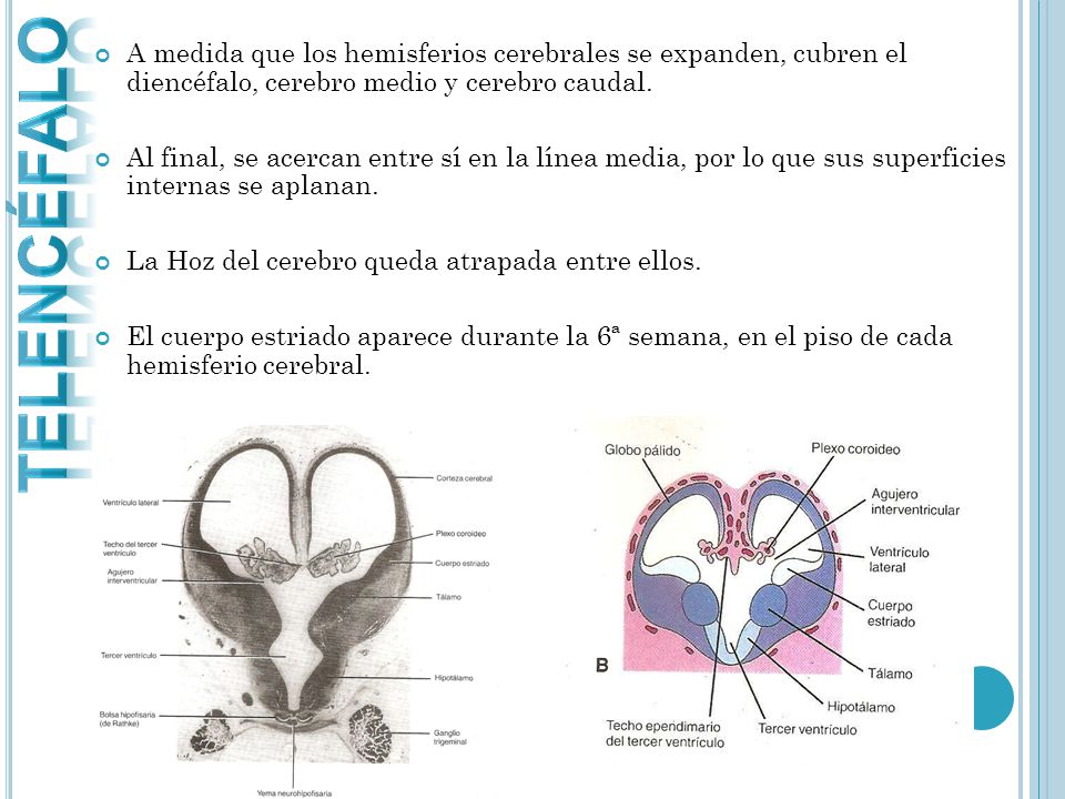TELENCÉFALO A medida que los hemisferios cerebrales se expanden, cubren el diencéfalo, cerebro medio y cerebro caudal.