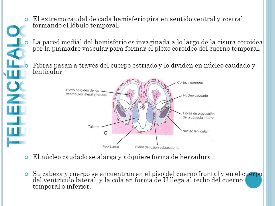 TELENCÉFALO El extremo caudal de cada hemisferio gira en sentido ventral y rostral, formando el lóbulo temporal.
