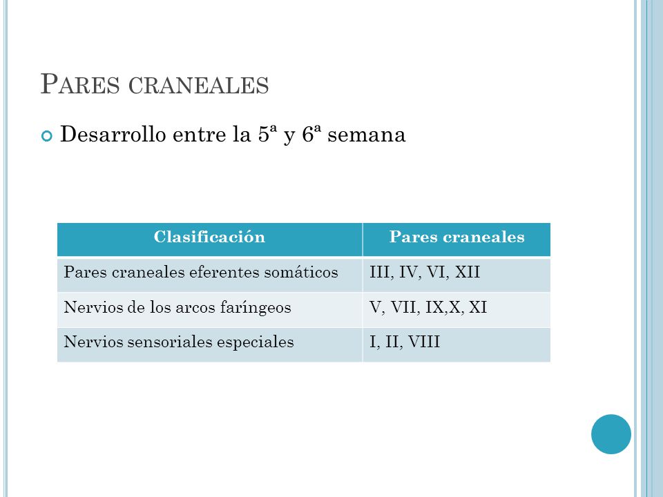 Pares craneales Desarrollo entre la 5ª y 6ª semana Clasificación