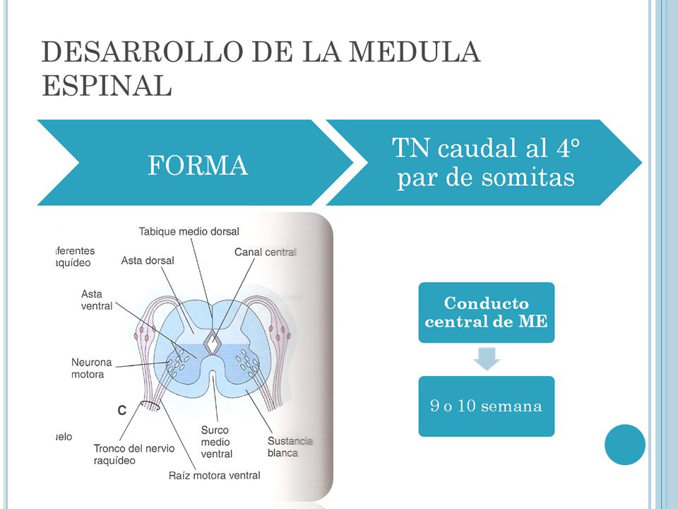 DESARROLLO DE LA MEDULA ESPINAL