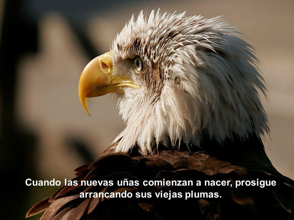 Cuando las nuevas uñas comienzan a nacer, prosigue arrancando sus viejas plumas.