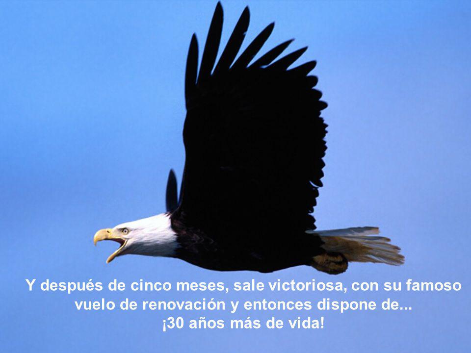 Y después de cinco meses, sale victoriosa, con su famoso vuelo de renovación y entonces dispone de...