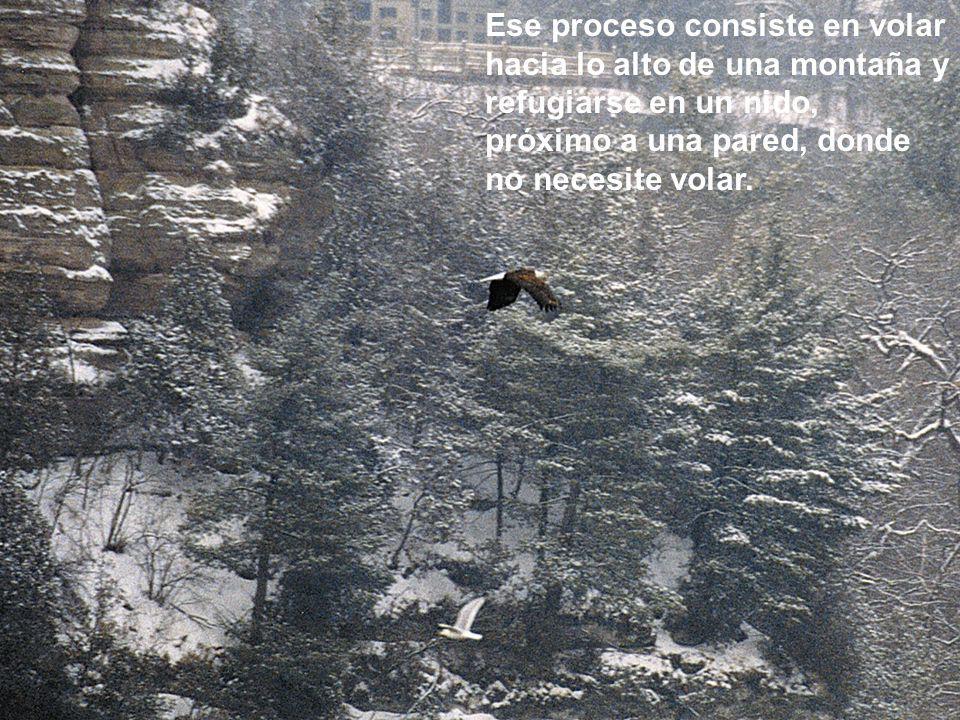 Ese proceso consiste en volar hacia lo alto de una montaña y refugiarse en un nido, próximo a una pared, donde no necesite volar.