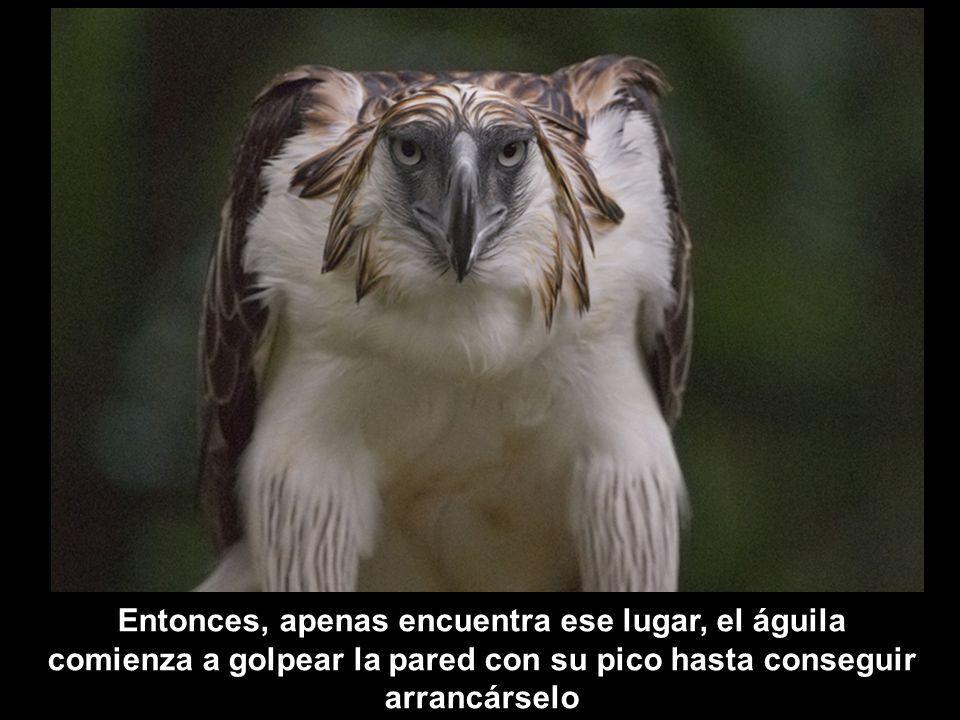 Entonces, apenas encuentra ese lugar, el águila comienza a golpear la pared con su pico hasta conseguir arrancárselo
