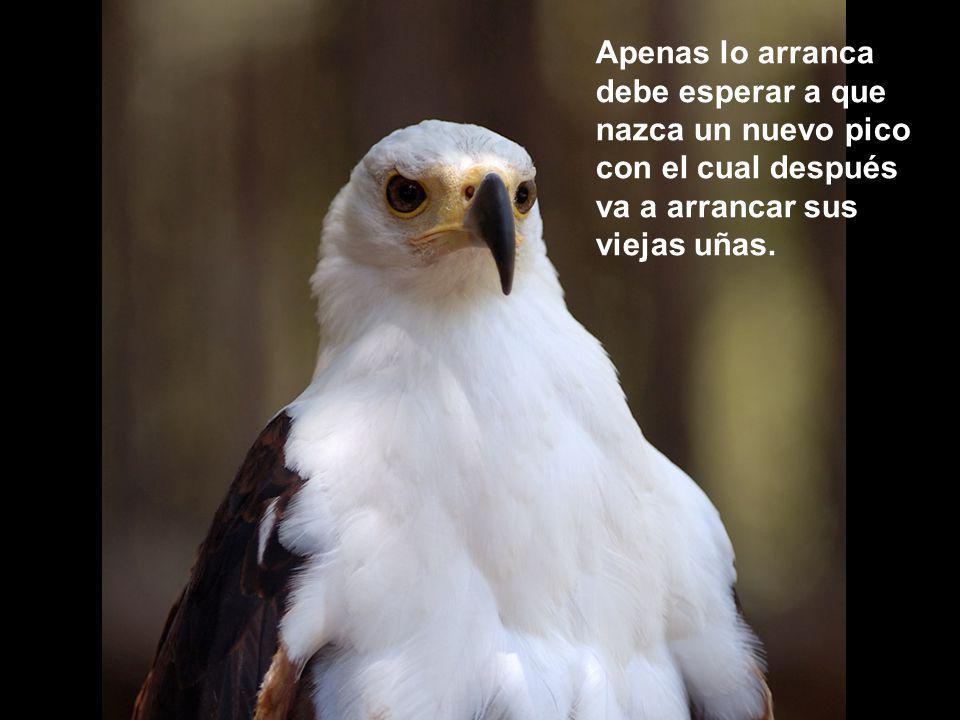 Apenas lo arranca debe esperar a que nazca un nuevo pico con el cual después va a arrancar sus viejas uñas.