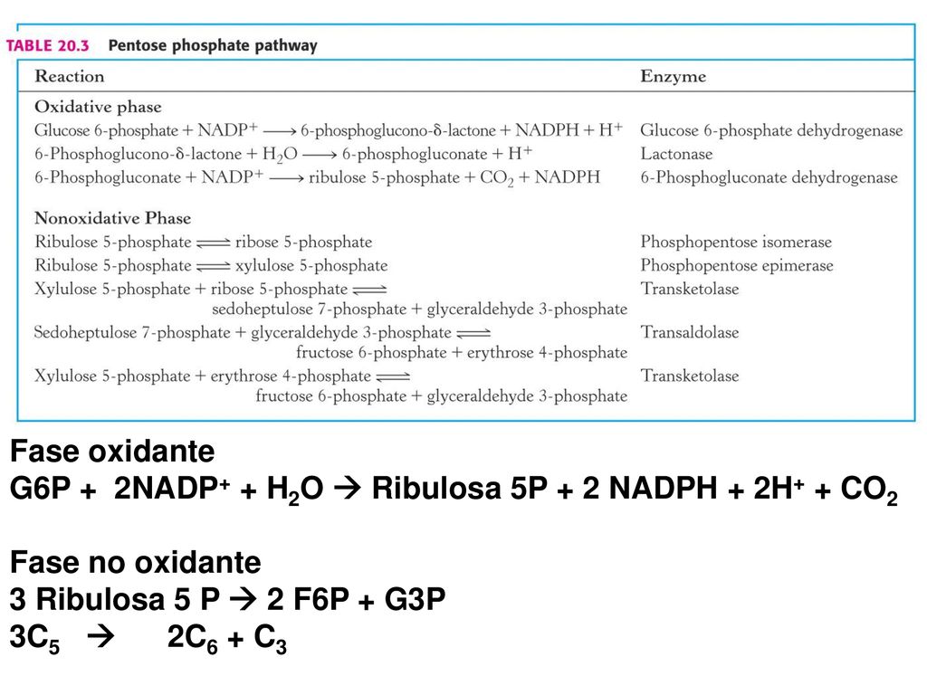 Fase oxidante G6P + 2NADP+ + H2O  Ribulosa 5P + 2 NADPH + 2H+ + CO2. Fase no oxidante. 3 Ribulosa 5 P  2 F6P + G3P.