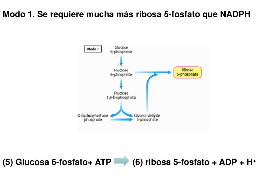 Modo 1. Se requiere mucha más ribosa 5-fosfato que NADPH