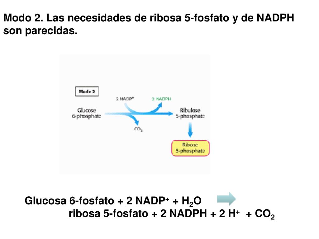 Modo 2. Las necesidades de ribosa 5-fosfato y de NADPH son parecidas.