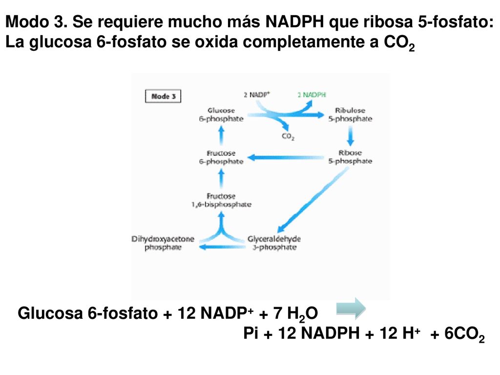 Modo 3. Se requiere mucho más NADPH que ribosa 5-fosfato: La glucosa 6-fosfato se oxida completamente a CO2