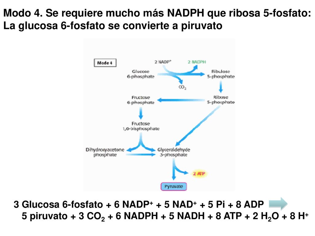 Modo 4. Se requiere mucho más NADPH que ribosa 5-fosfato: La glucosa 6-fosfato se convierte a piruvato