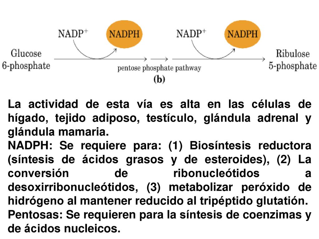 La actividad de esta vía es alta en las células de hígado, tejido adiposo, testículo, glándula adrenal y glándula mamaria.