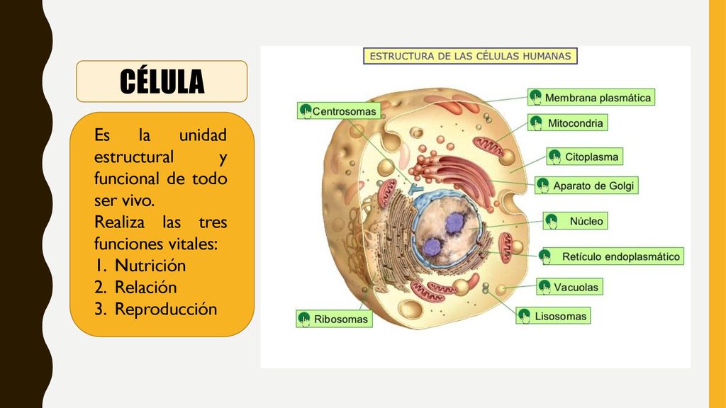 CÉLULA Es la unidad estructural y funcional de todo ser vivo.