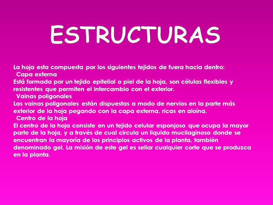 Estructuras La hoja esta compuesta por los siguientes tejidos de fuera hacia dentro:
