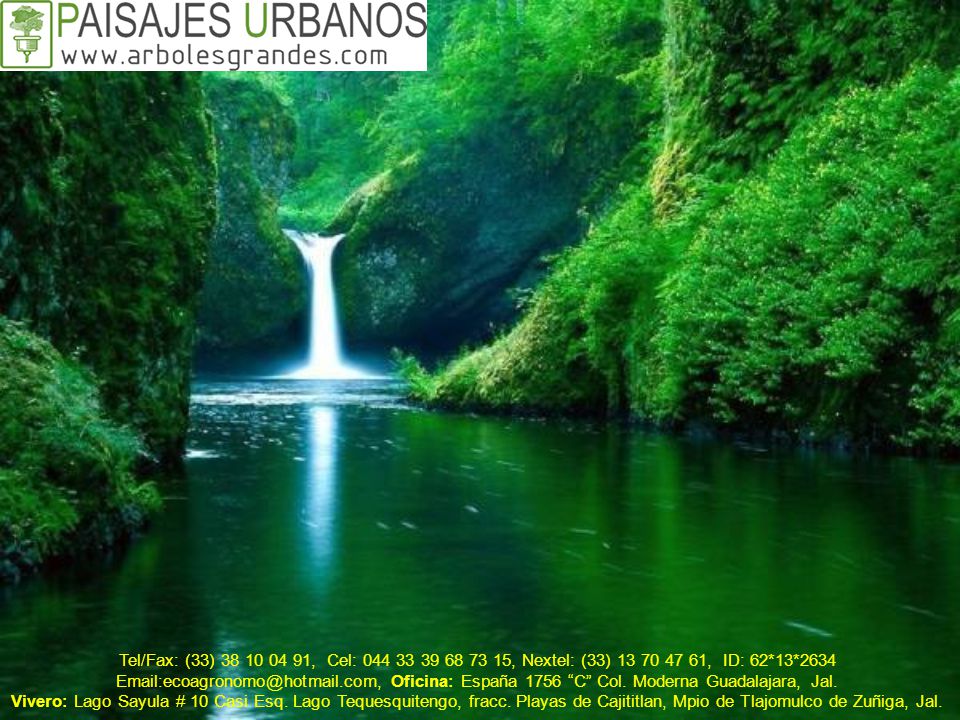 Tel/Fax: (33) , Cel: , Nextel: (33) , ID: 62*13*2634
