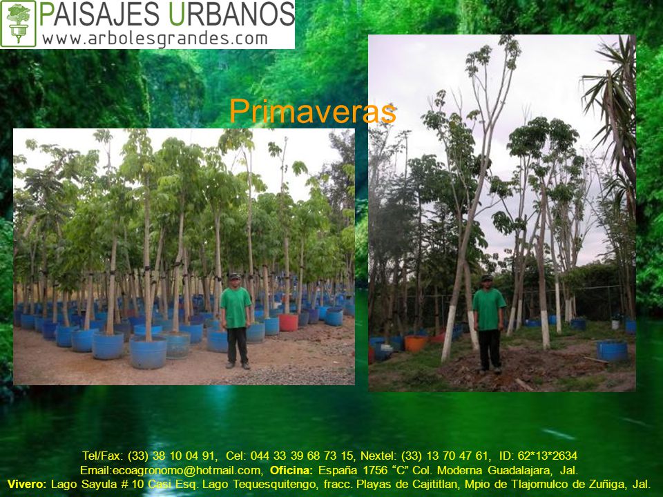 Primaveras Tel/Fax: (33) , Cel: , Nextel: (33) , ID: 62*13*2634.
