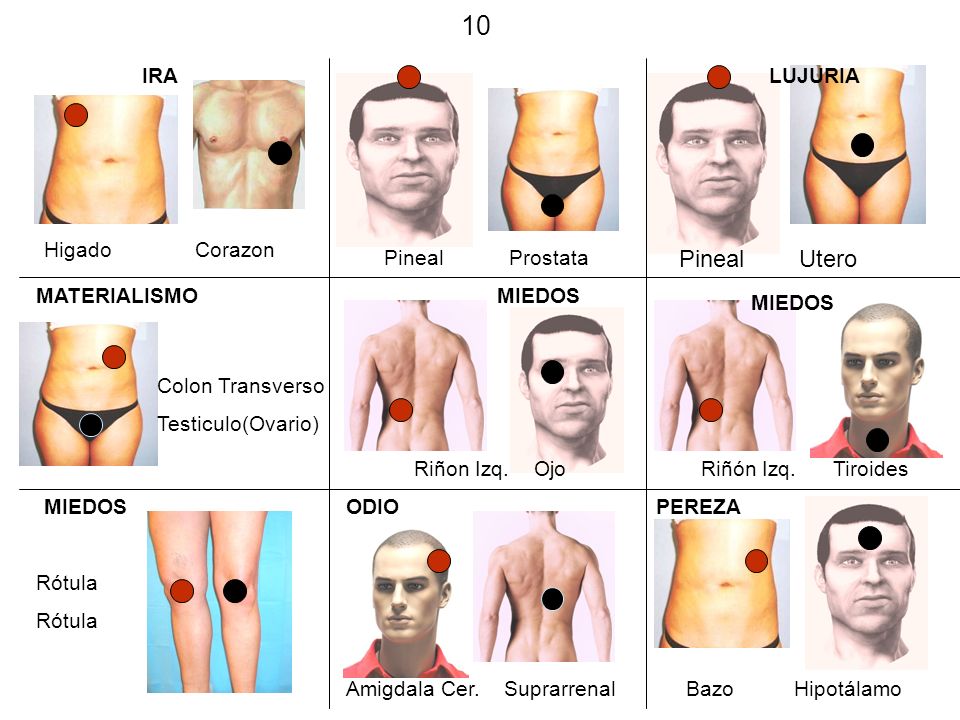 10 Pineal Utero IRA LUJURIA Higado Corazon Pineal Prostata