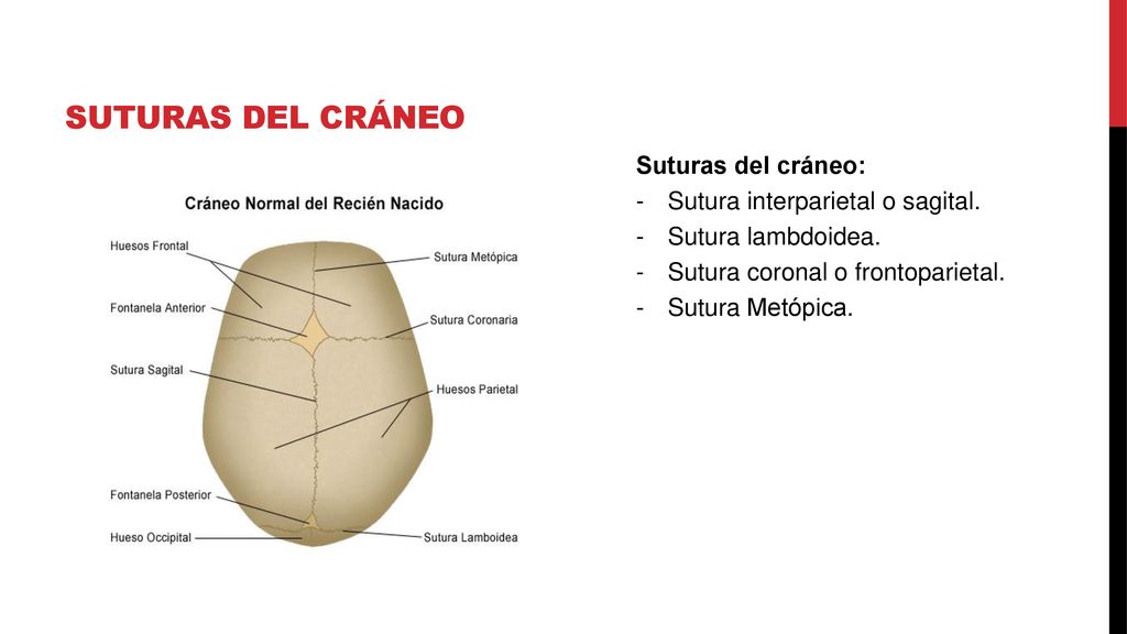 Suturas del cráneo Suturas del cráneo: Sutura interparietal o sagital.