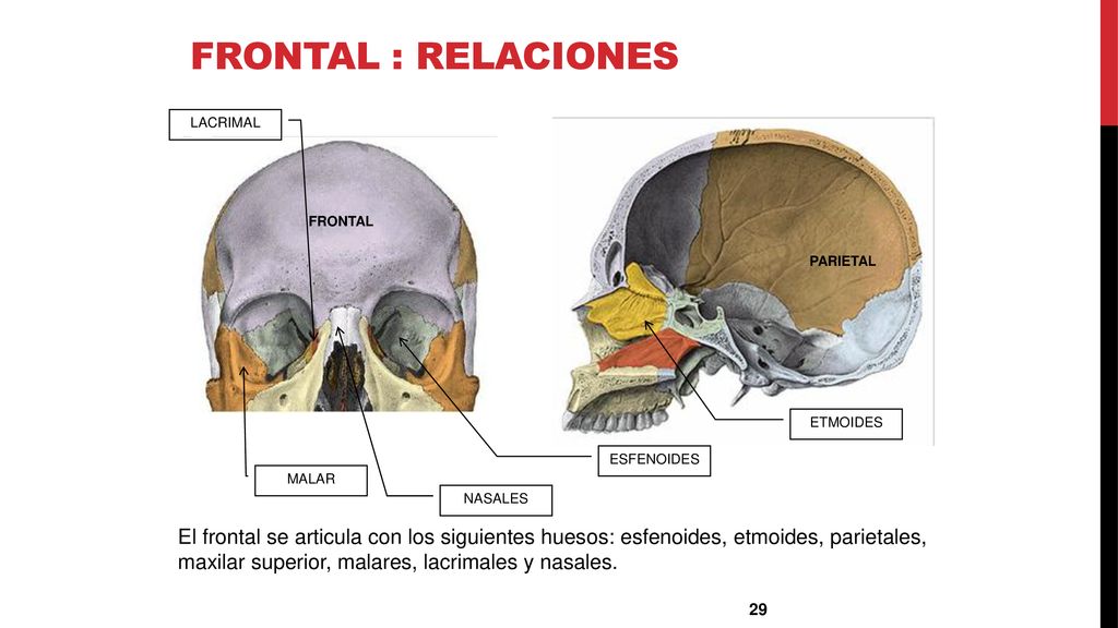 Frontal : Relaciones LACRIMAL. FRONTAL. PARIETAL. ETMOIDES. ESFENOIDES. MALAR. NASALES.