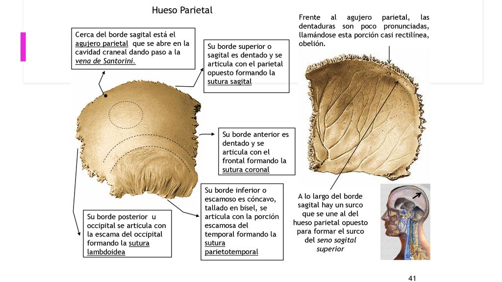 Hueso Parietal Frente al agujero parietal, las dentaduras son poco pronunciadas, llamándose esta porción casi rectilínea, obelión.