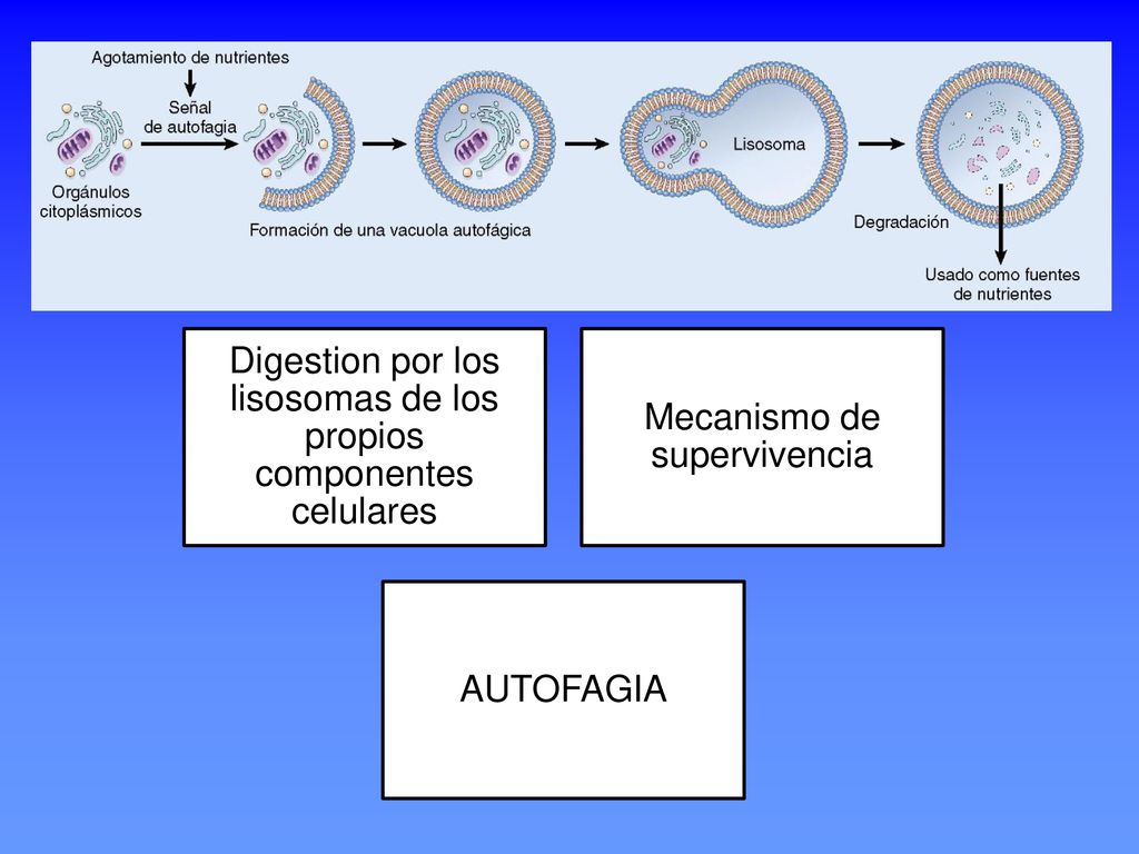 Digestion por los lisosomas de los propios componentes celulares