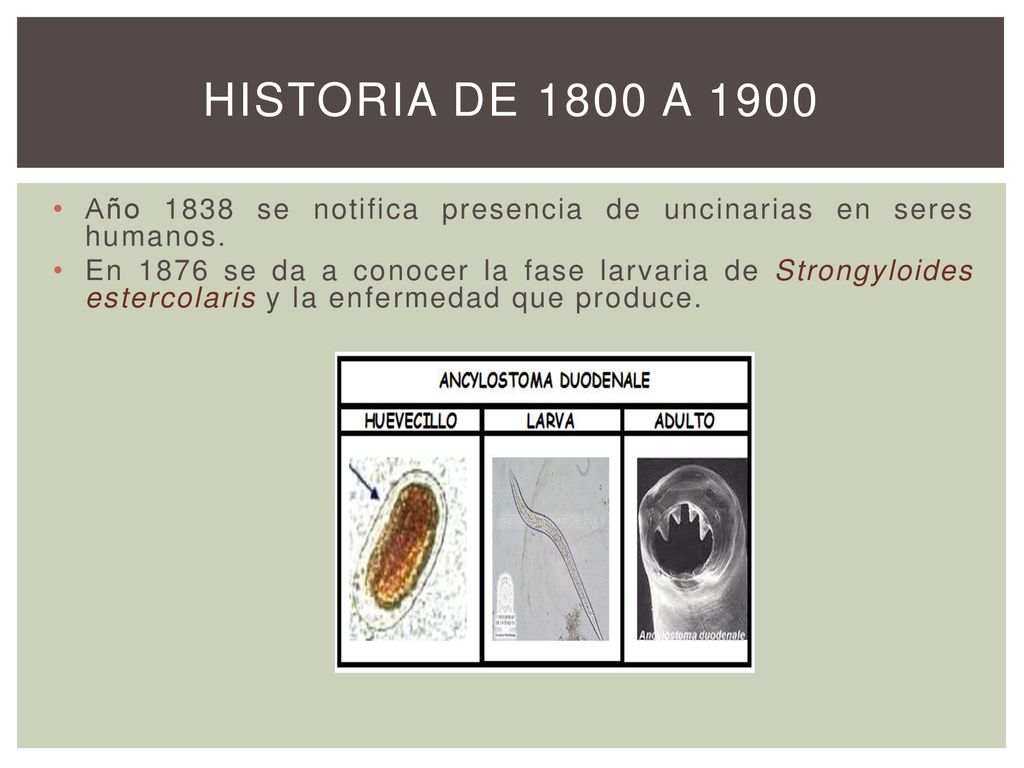 HISTORIA DE 1800 A 1900 Año 1838 se notifica presencia de uncinarias en seres humanos.