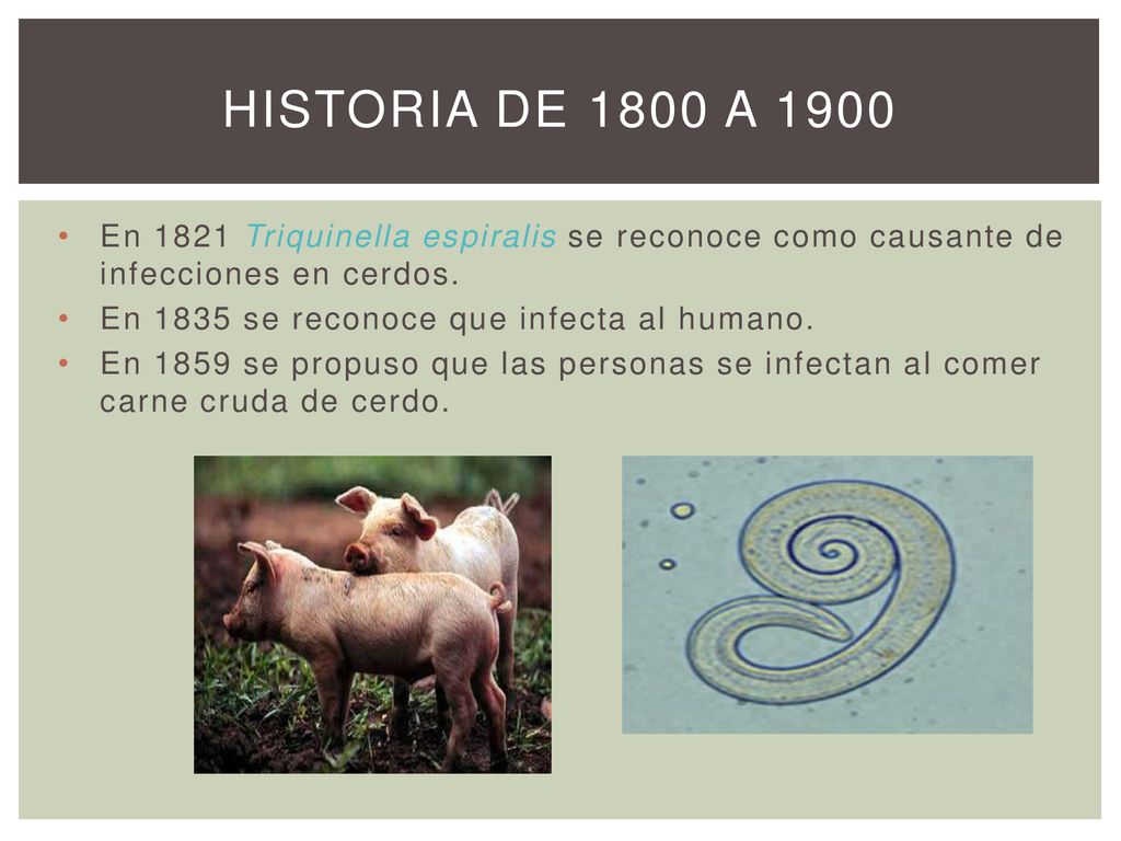 HISTORIA DE 1800 A 1900 En 1821 Triquinella espiralis se reconoce como causante de infecciones en cerdos.