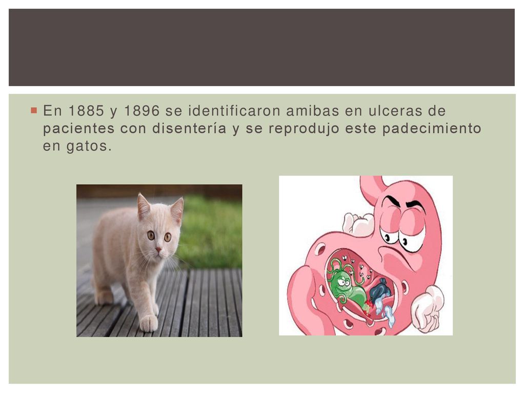 En 1885 y 1896 se identificaron amibas en ulceras de pacientes con disentería y se reprodujo este padecimiento en gatos.