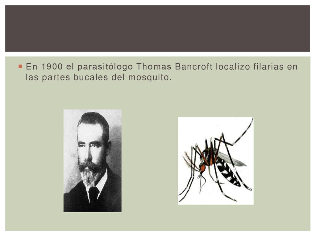 En 1900 el parasitólogo Thomas Bancroft localizo filarias en las partes bucales del mosquito.