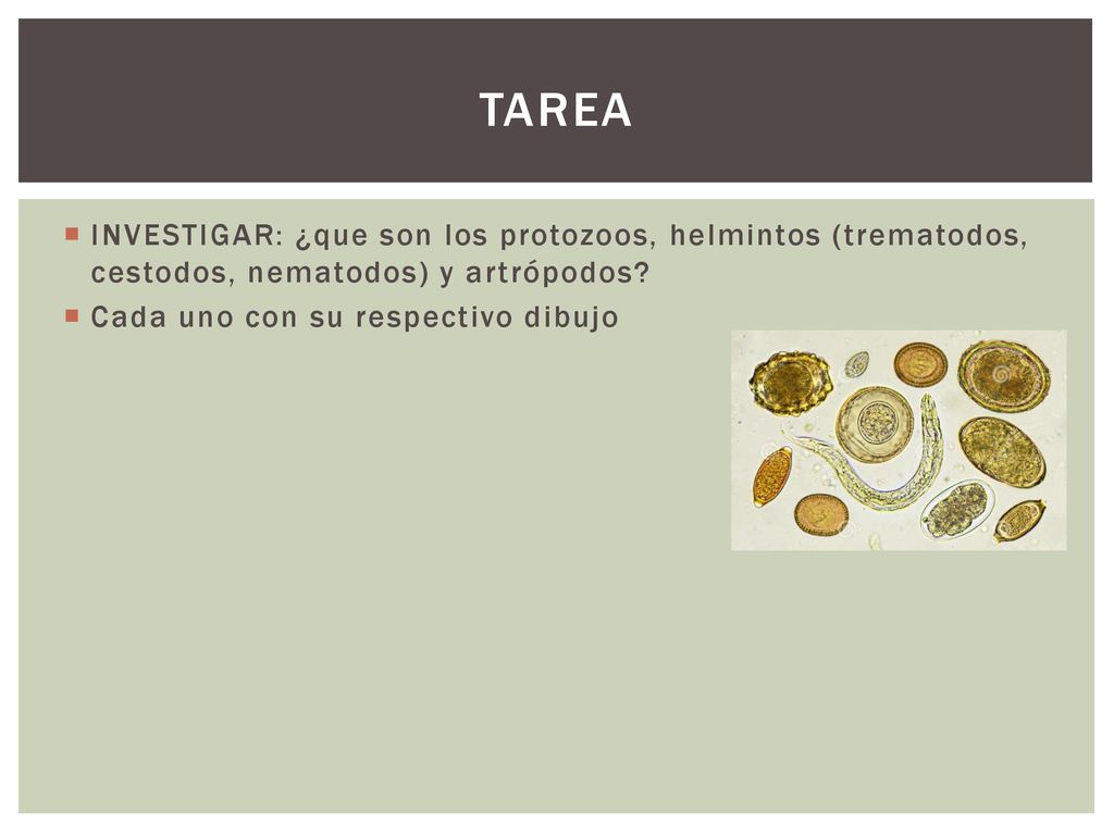 TAREA INVESTIGAR: ¿que son los protozoos, helmintos (trematodos, cestodos, nematodos) y artrópodos