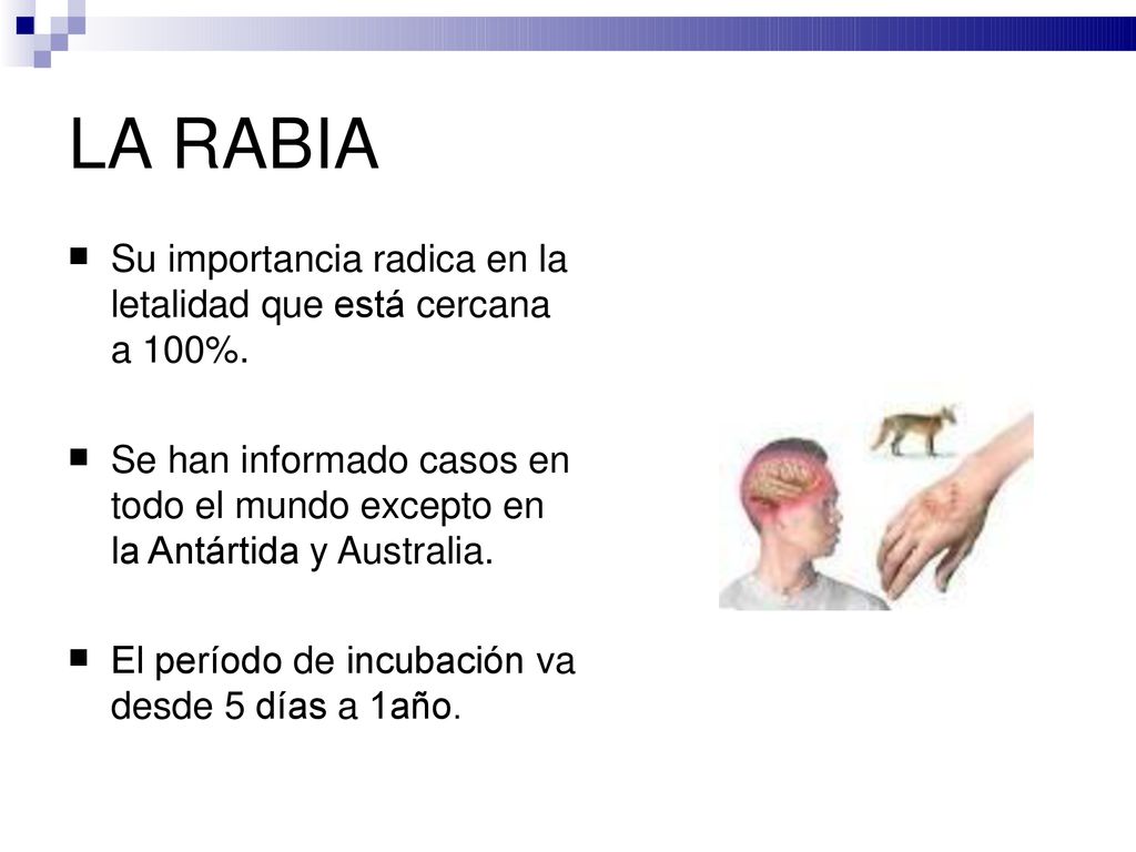 LA RABIA  Su importancia radica en la letalidad que está cercana a 100%. 