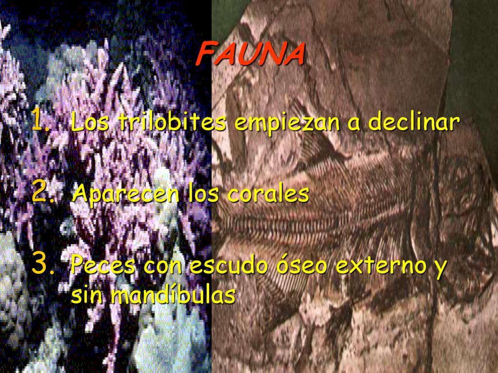 FAUNA Los trilobites empiezan a declinar Aparecen los corales
