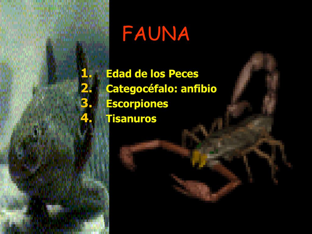 FAUNA Edad de los Peces Categocéfalo: anfibio Escorpiones Tisanuros