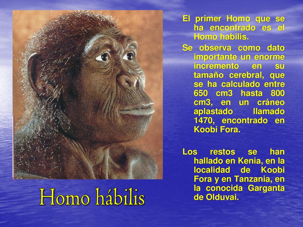 Homo hábilis El primer Homo que se ha encontrado es el Homo habilis.