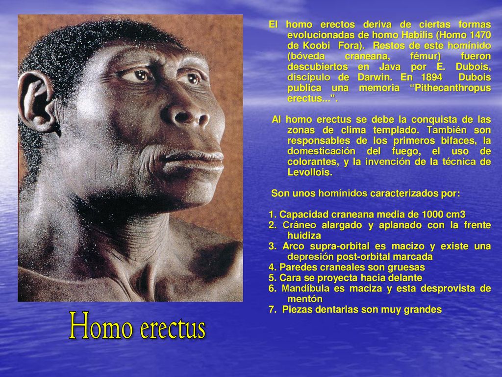 El homo erectos deriva de ciertas formas evolucionadas de homo Habilis (Homo 1470 de Koobi Fora). Restos de este homínido (bóveda craneana, fémur) fueron descubiertos en Java por E. Dubois, discípulo de Darwin. En 1894 Dubois publica una memoria Pithecanthropus erectus... .